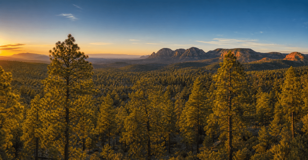 Ponderosa pine forest at golden hour in Munds Park, Arizona with red rock formations in the distance