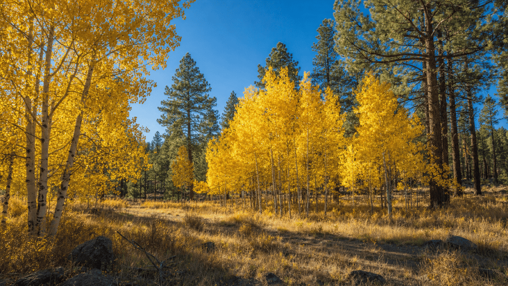 Golden aspen trees mixed with ponderosa pines under a blue sky in northern Arizona autumn